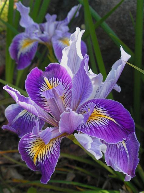 Douglas Iris, Iris douglasiana .